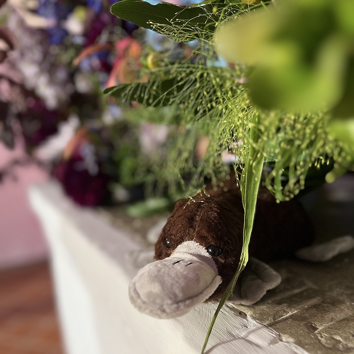 Ein Schnabeltier liegt auf dem Altar, umgeben von BLumen